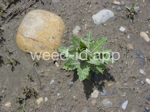 henbane, black